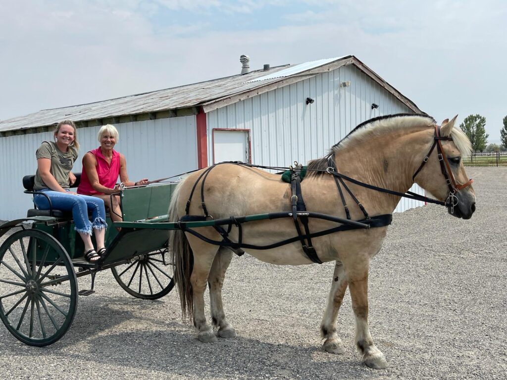 Yoda, a Norwegian Fjord, was a special gift to Angel Horses. His owner was able to make the cross country trip and deliver his cart and harness. Jonnie spent time with his owner along with Tom assisting, as she learned how to ‘drive’ Yoda. Jonnie and Tom spent hours training so the pleasure and fun of riding in the cart can be part of our visitors experience!